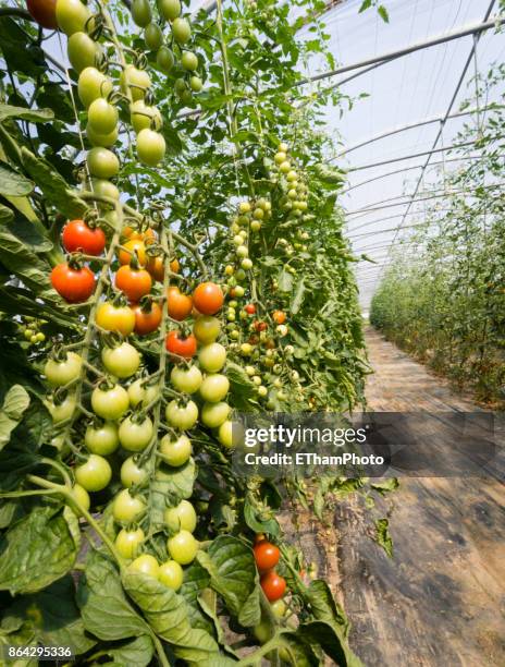 agriculture vegetable gardening in plastic foil greenhouse - pluim stockfoto's en -beelden