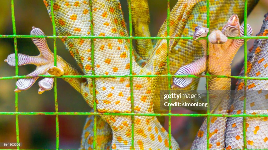 Tokay Gecko (Gekko gecko) feet detail