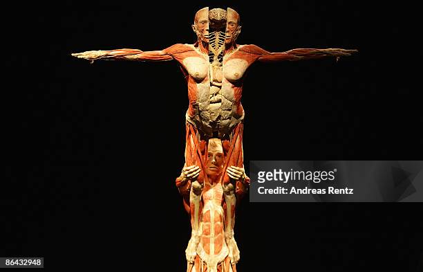 View of plastinated human bodies exhibit is seen at the 'Body Worlds' exhibition at Postbahnhof on May 6, 2009 in Berlin, Germany. The exhibit opens...