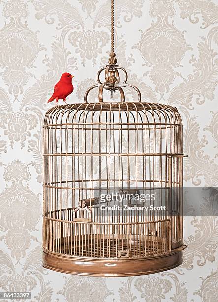 red bird perched on exterior of birdcage - cage ストックフォトと画像
