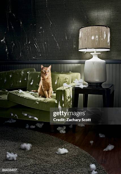 cat with guilty look sitting on destroyed sofa - naughty pet stock pictures, royalty-free photos & images