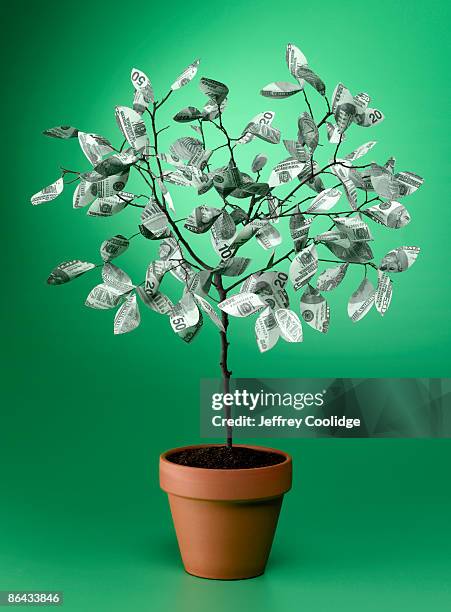 money tree in clay pot - glückskastanie stock-fotos und bilder