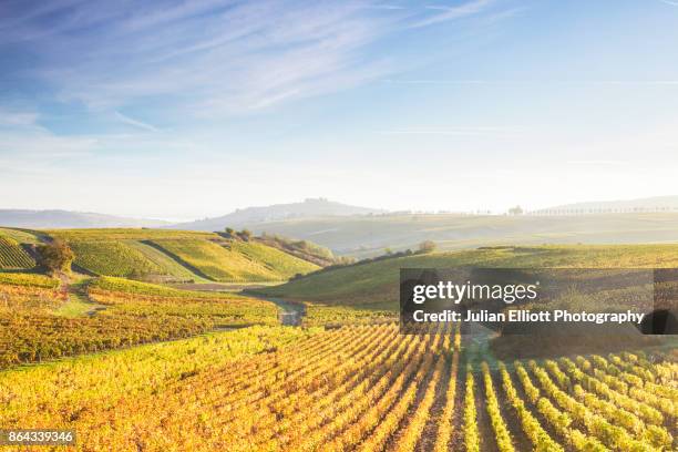 the vineyards of sancerre during autumn in the loire valley, france. - ロワール渓谷 ストックフォトと画像