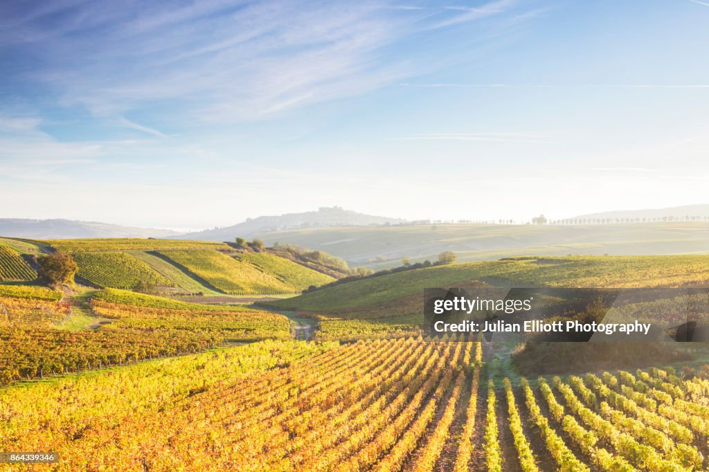 The vineyards of Sancerre during autumn in the Loire Valley, France.