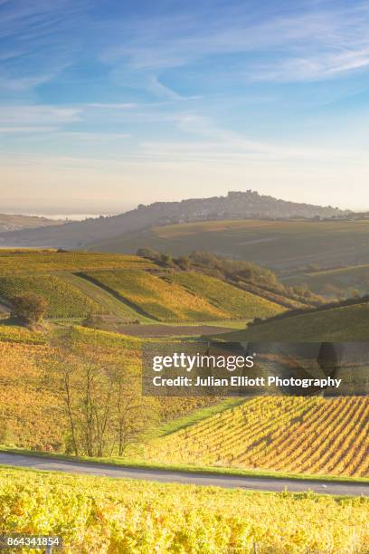 the vineyards of sancerre during autumn in the loire valley, france. - cher stock pictures, royalty-free photos & images