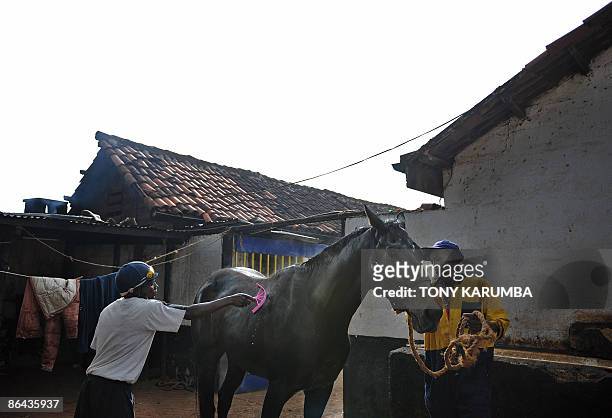 This photo taken on April 7, 2009 shows Kenyan horse trainers giving a wash to a horse after it's morning workout at the Ngong Racecourse in Nairobi....
