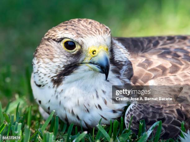 halcón sacre (falco cherrug),head close up. france - falcão gerifalte imagens e fotografias de stock