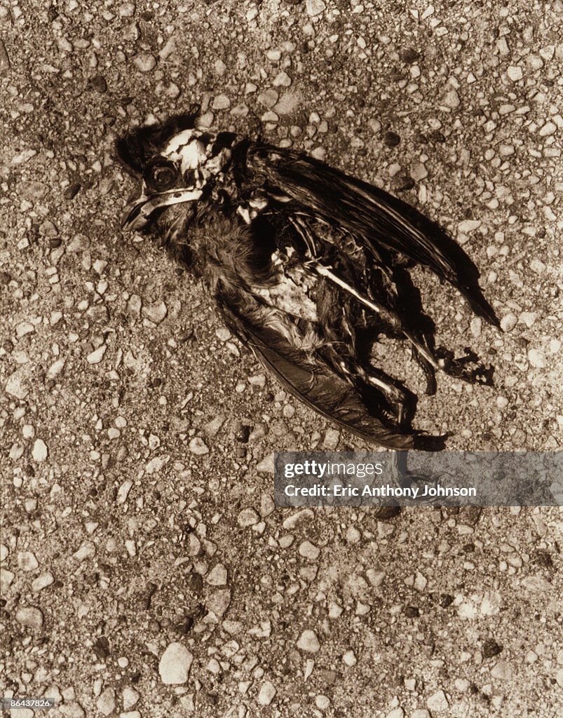 Dead bird on ground