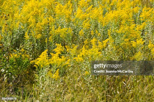 ragweed flowers - ambrosia stock-fotos und bilder