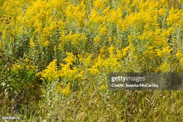 ragweed flowers - ambrosia stock pictures, royalty-free photos & images