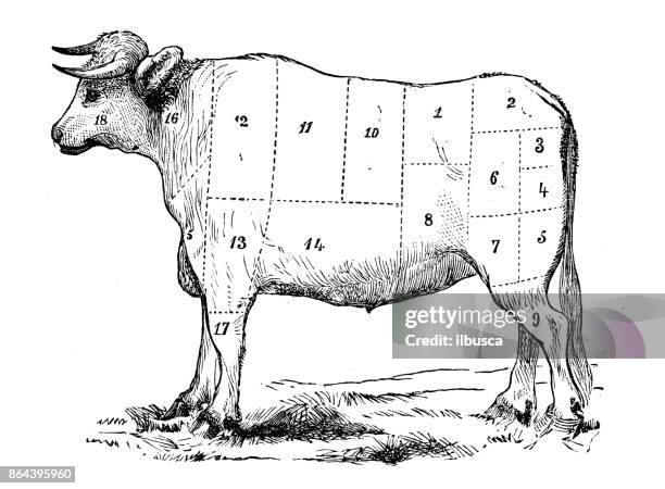 antique recipes book engraving illustration: beef sections - different cuts of meat stock illustrations