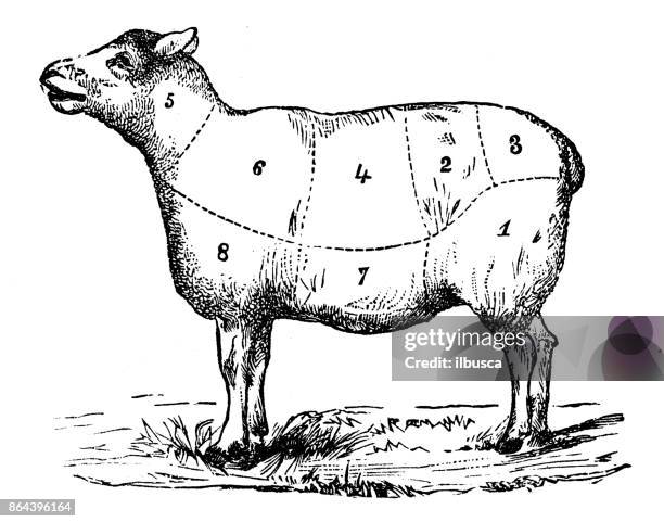 ilustrações, clipart, desenhos animados e ícones de receitas antigas para reservar ilustração de gravura: seções de carneiro - carne de carneiro
