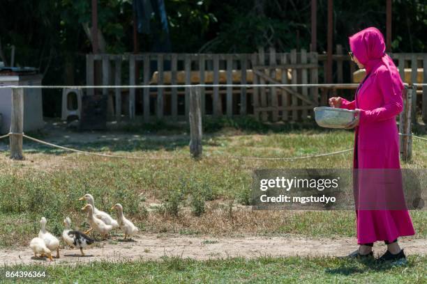 young muslim woman feeding free range goose - free range ducks stock pictures, royalty-free photos & images