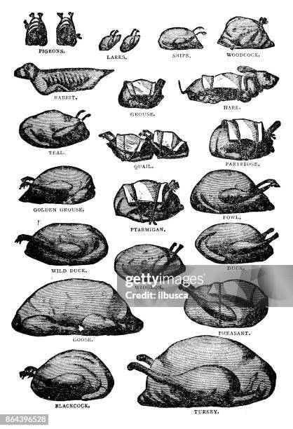 antique recipes book engraving illustration: poultry and gamebirds - quail bird stock illustrations