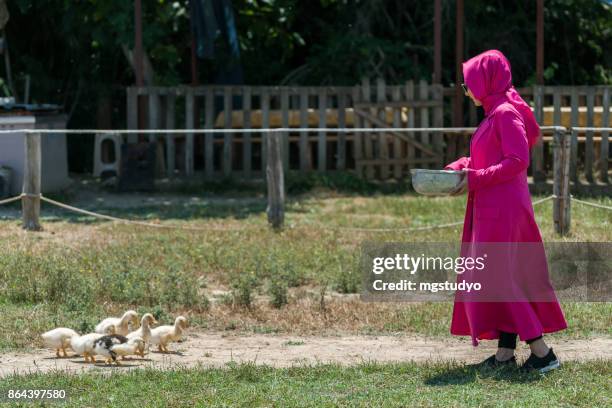 young muslim woman feeding free range goose - free range ducks stock pictures, royalty-free photos & images