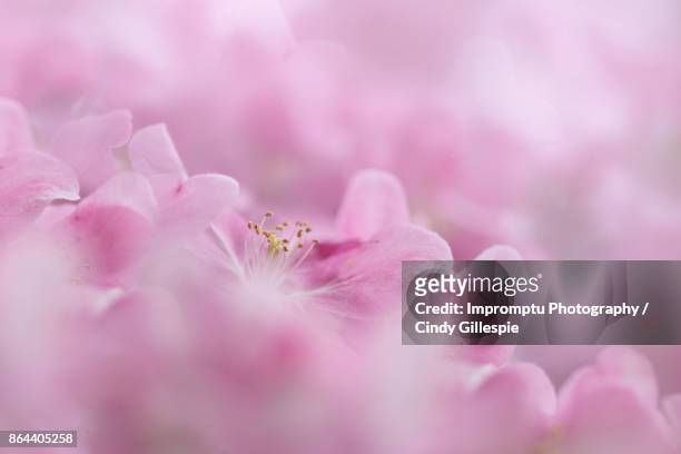 wisps of cherry blossoms - cherry gillespie stock pictures, royalty-free photos & images
