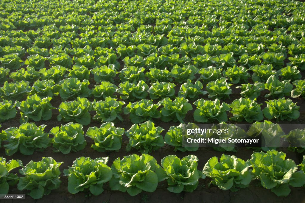 Lettuce Field