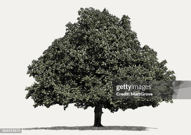 horse chestnut tree - horse chestnut tree stock illustrations