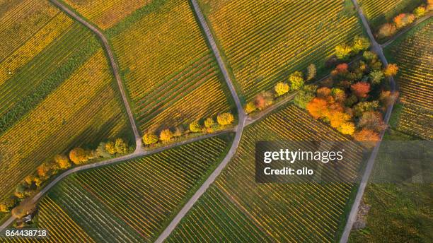 autumnal vineyards - aerial view - rheingau stock pictures, royalty-free photos & images
