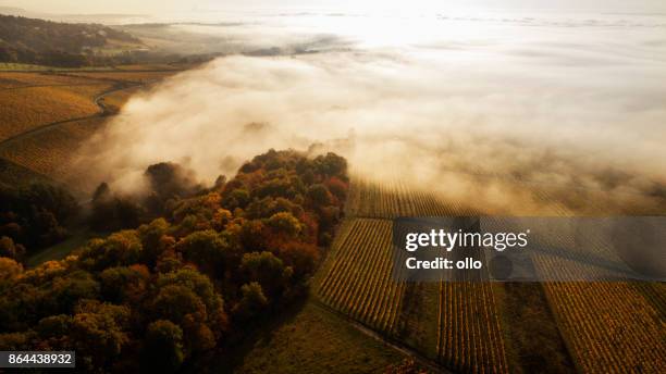 vineyards and fog in the morning - rheingau stock pictures, royalty-free photos & images