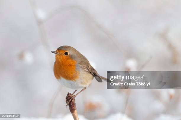 european robin (erithacus rubecula) in snow - robin stock pictures, royalty-free photos & images