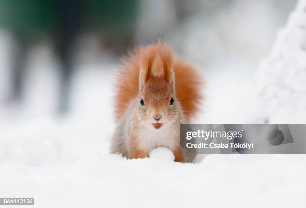eurasian red squirrel (sciurus vulgaris) in snow - squirrel fotografías e imágenes de stock