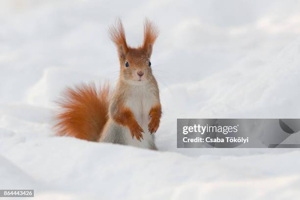 eurasian red squirrel (sciurus vulgaris) in snow - squirrel stock-fotos und bilder
