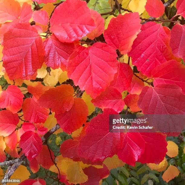 autumn leaves, seattle - washington park arboretum stock-fotos und bilder