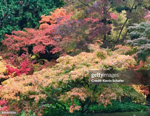 japanese maple, in autumn, seattle arboretum - washington park arboretum stock-fotos und bilder