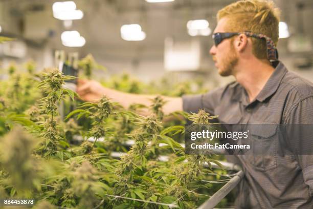 cannabis plants grow under artificial lights - cannabis business stock pictures, royalty-free photos & images