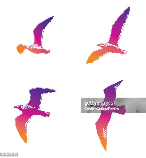 multiple exposure set of seagulls in flight - standing water stock illustrations