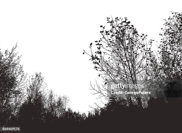 stockillustraties, clipart, cartoons en iconen met mezzotint silhouet van bomen - woodland