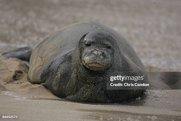 Monk seal finds a relaxing spot on the beach during the first round of the 2006 Turtle Bay Championship - Turtle Bay Resort, Kahuku, Oahu, Hawaii