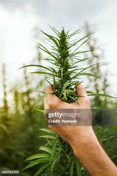 onderzoek van industriële hennep - legalisatie stockfoto's en -beelden