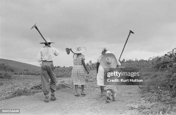 Workers on a coffee plantation in Brazil, June 1950.