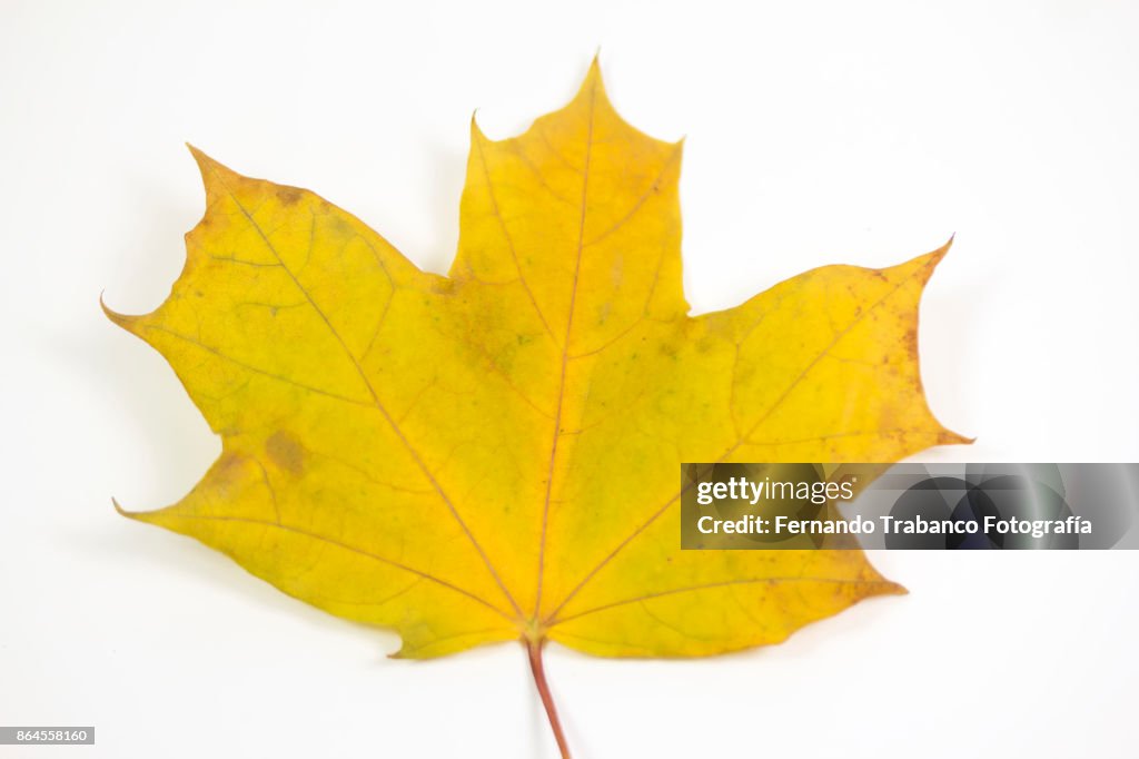 Dry leaf on white background