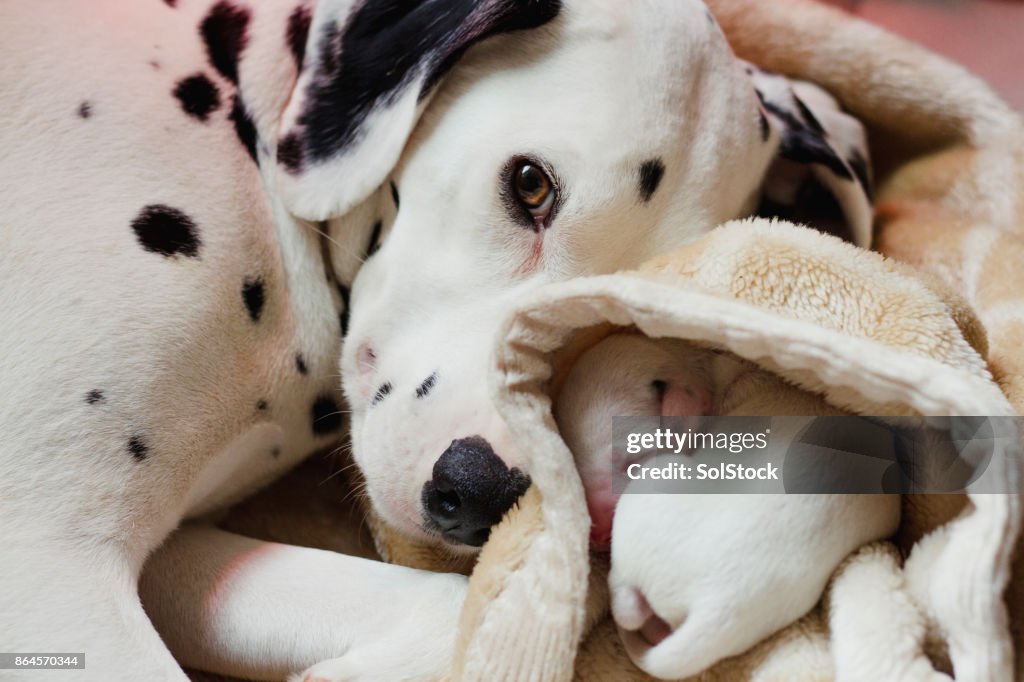 Dalmatian With Newborn Puppy