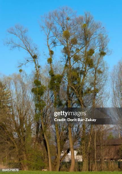 tree with common mistletoe (viscum album) (a parasite plant) near st. margrethen, switzerland - viscum album stock pictures, royalty-free photos & images