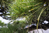 Pinus kesiya, Khasi pine, Benguet pine or three-needled pine