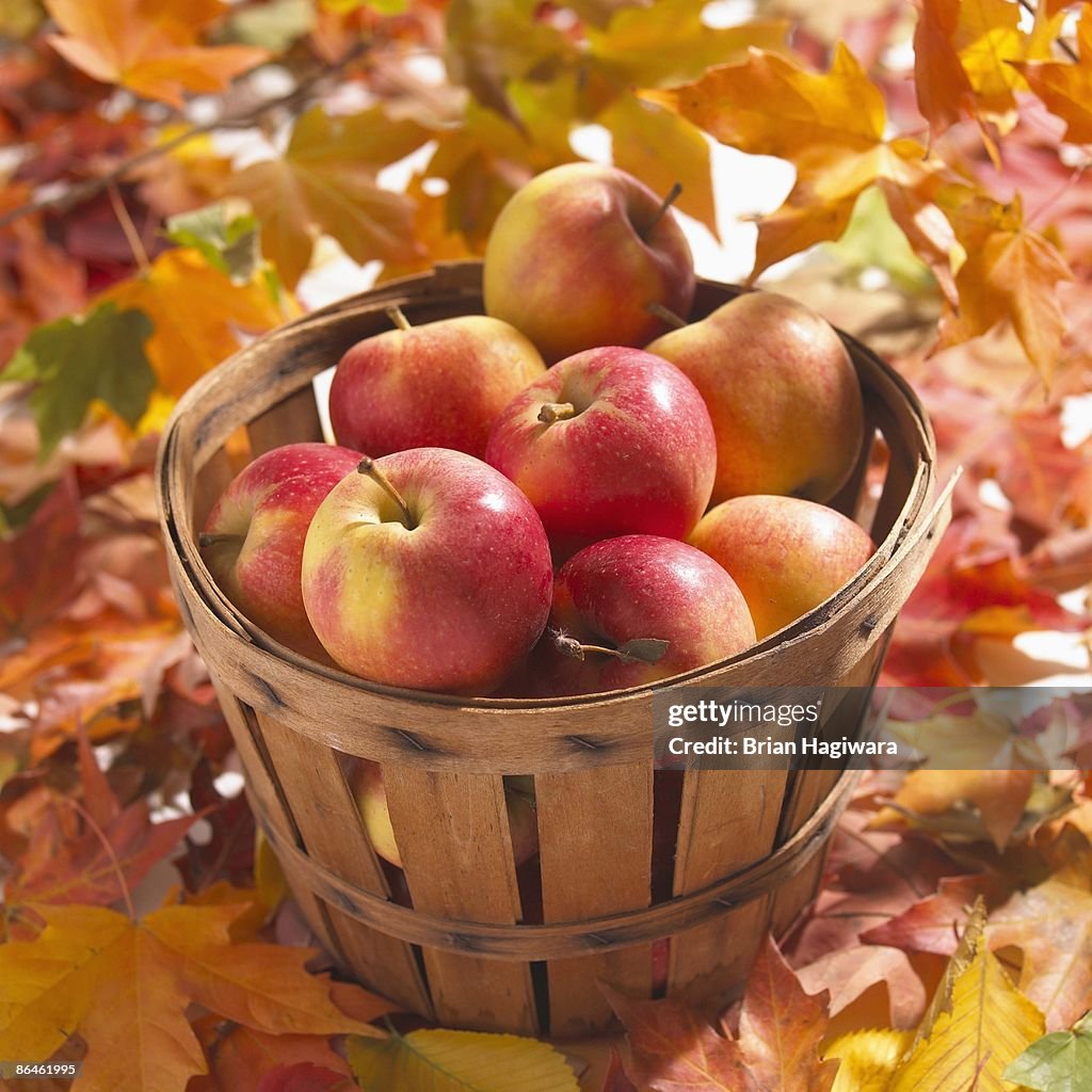 Basket of apples among autumn leaves