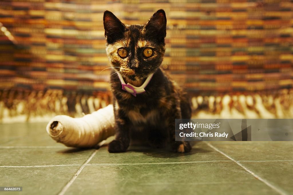Kitten with broken leg