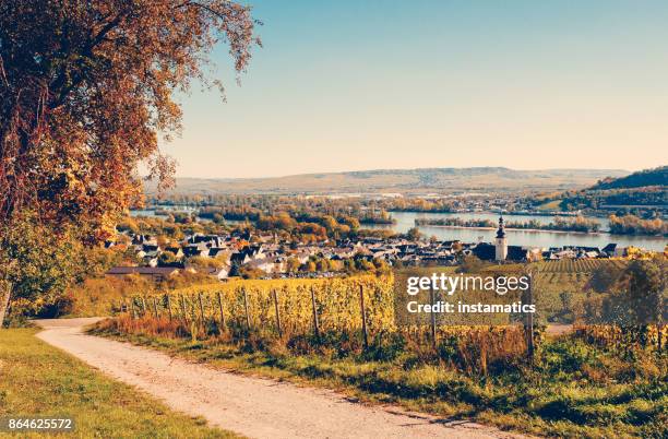 sunny autumn vineyard in germany - rudesheim stock pictures, royalty-free photos & images