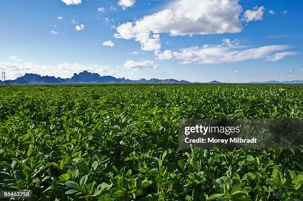 alfalfa field - alfalfa stock pictures, royalty-free photos & images