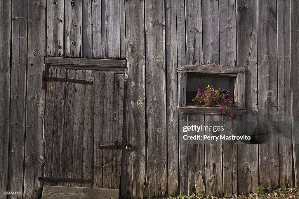 Petunias in window of shed