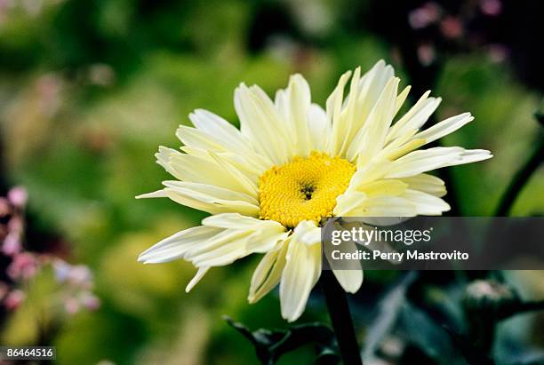 daisy - chrysanthemum superbum stock-fotos und bilder