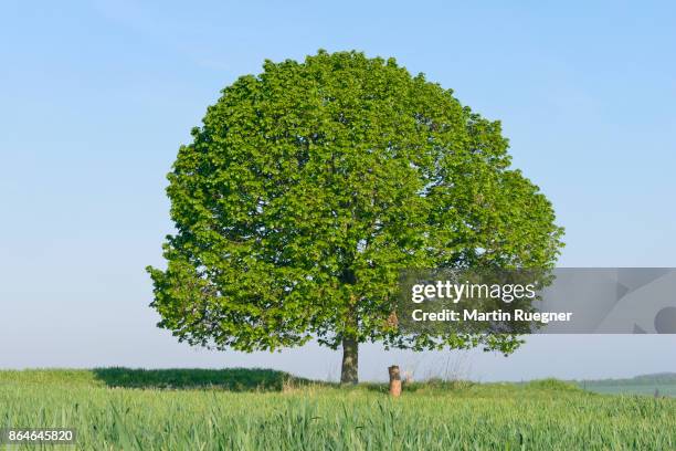solitude lime tree (tilia) in meadow. - tila fotografías e imágenes de stock