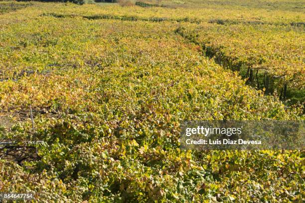 vineyard with ripe albariño grapes - sun flare on glass stockfoto's en -beelden