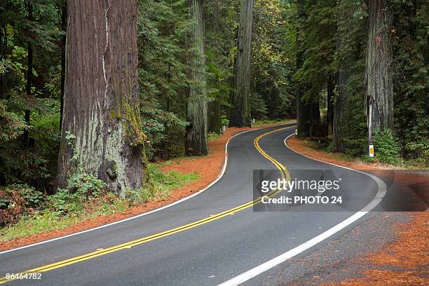 winding road in lush forest,  california - humboldt redwoods state park stock pictures, royalty-free photos & images