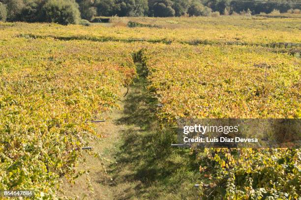 vineyard with ripe albariño grapes - sun flare on glass stockfoto's en -beelden