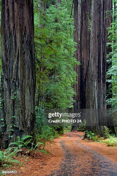 overgrown road in lush forest,  california - humboldt redwoods state park stock pictures, royalty-free photos & images